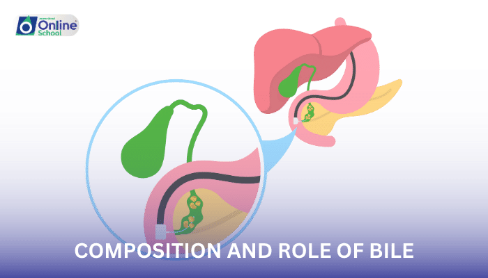 Lesson 10: Composition and Role of Bile